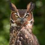 123 owl