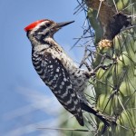 Ladder-Backed Woodpecker (Male), Desert Botanical Gardens, Phoenix, Arizona