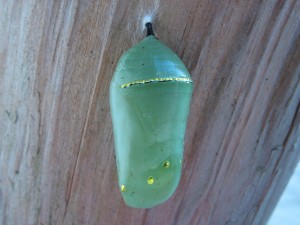 Monarch_Butterfly_Cocoon_2