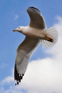 gull