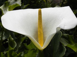 320px-White_and_yellow_flower